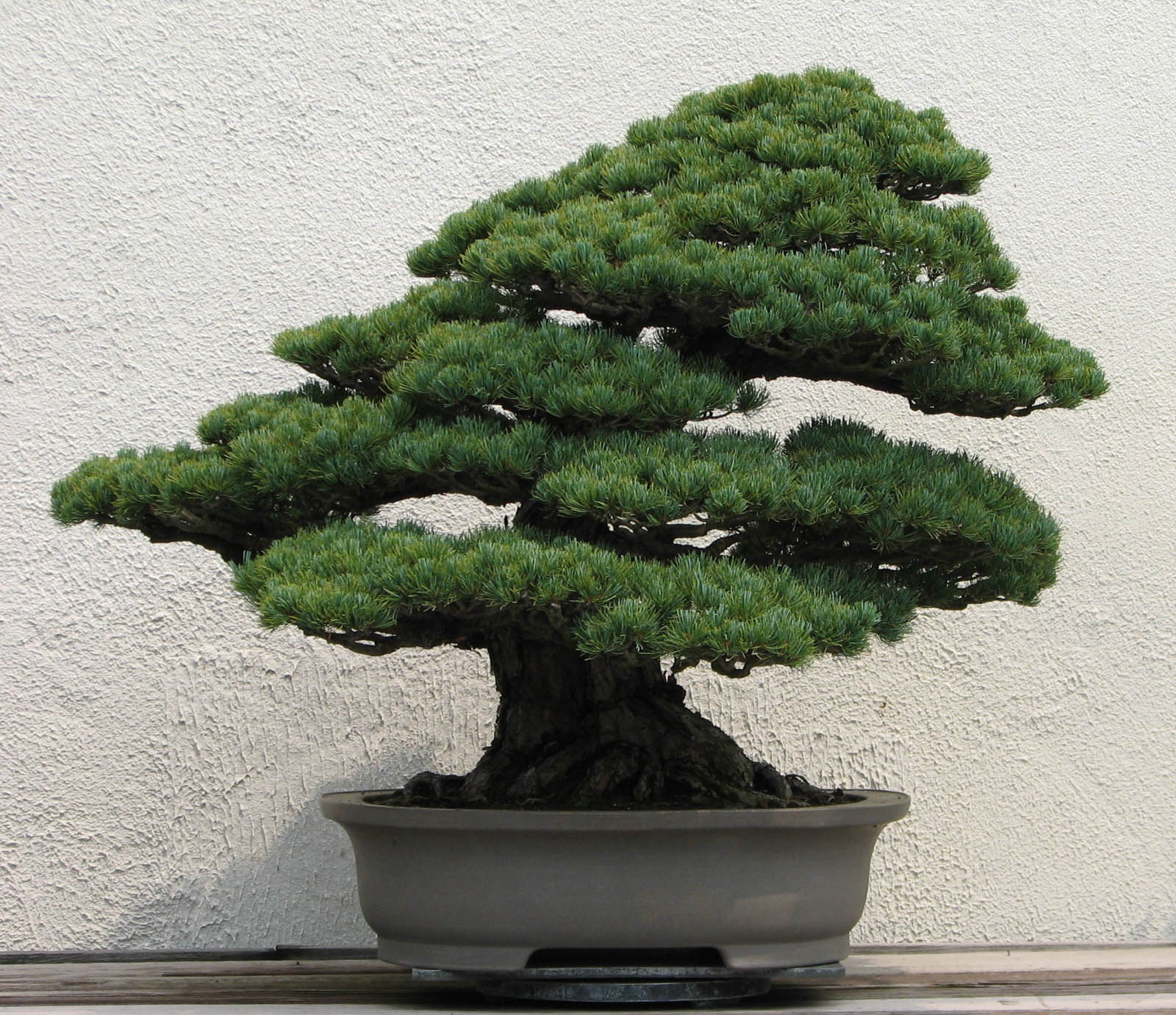 The Art of Japanese Bonsai  Trees  Craftsmanship Magazine