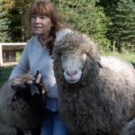 The Hidden Powers of a Sheep