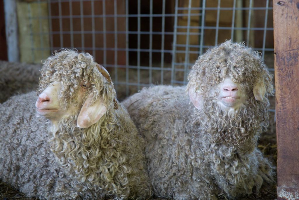 Hidden Powers of a Sheep - How Wool can help saving the Environment